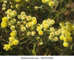 Attēlu rezultāti vaicājumam “Helichrysum arenarium bud”