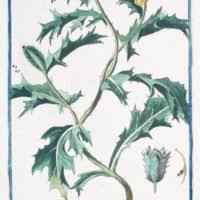 Attēlu rezultāti vaicājumam “Papaver argemone leaf”