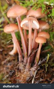 Attēlu rezultāti vaicājumam “Collybia acervata”