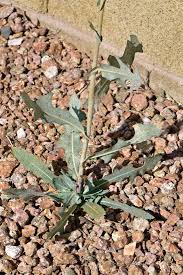 Attēlu rezultāti vaicājumam “Lactuca serriola”