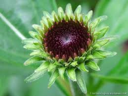 Attēlu rezultāti vaicājumam “Echinacea purpurea bud”