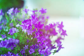 Image result for Browallia speciosa