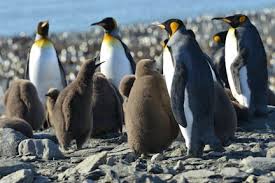 Image result for penguin