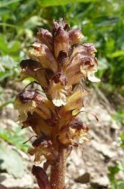 Attēlu rezultāti vaicājumam “Orobanche reticulata”