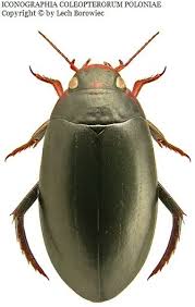 Attēlu rezultāti vaicājumam “Rhantus frontalis”