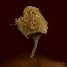 Attēlu rezultāti vaicājumam “Arcyria denudata spores”