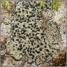 Attēlu rezultāti vaicājumam “Lecidella elaeochroma”