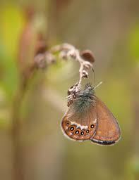 Attēlu rezultāti vaicājumam “Coenonympha hero underside”