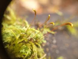 Attēlu rezultāti vaicājumam “Callicladium haldanianum sporophyte”