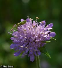 Image result for Knautia dipsacifolia
