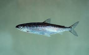 Image result for Coregonus albula