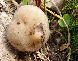 Attēlu rezultāti vaicājumam “Disciotis venosa”