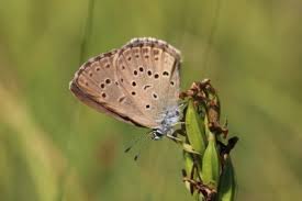 Attēlu rezultāti vaicājumam “Maculinea alcon upperside”
