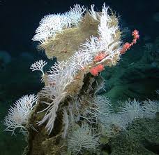 Attēlu rezultāti vaicājumam “Tubifera applanata sessile”