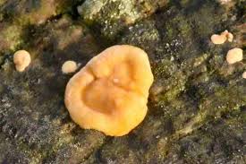 Attēlu rezultāti vaicājumam “Buglossoporus quercinus”