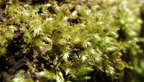 Attēlu rezultāti vaicājumam “Brachythecium rivulare”