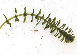 Attēlu rezultāti vaicājumam “Elodea canadensis”