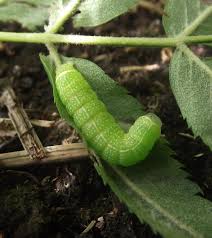 Attēlu rezultāti vaicājumam “Orthosia sp. larva”