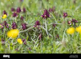 Attēlu rezultāti vaicājumam “Melampyrum cristatum leaf”