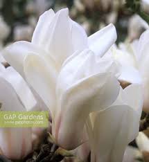 Attēlu rezultāti vaicājumam “Magnolia cylindrica”