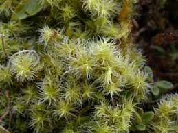 Attēlu rezultāti vaicājumam “Racomitrium canescens”