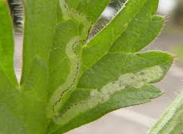 Attēlu rezultāti vaicājumam “Phytomyza ranunculi”