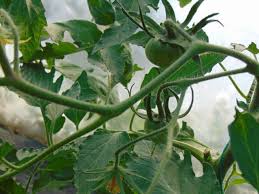 Afbeeldingsresultaat voor erdie family oxheart tomato