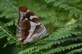 Attēlu rezultāti vaicājumam “Apatura iris female”
