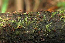 Attēlu rezultāti vaicājumam “Cribraria cancellata”