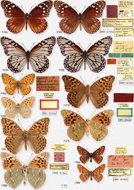 Image result for Papilionoidea