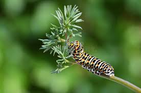 Attēlu rezultāti vaicājumam “Papilio machaon larva”