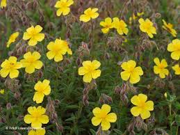 Attēlu rezultāti vaicājumam “Helianthemum nummularium”