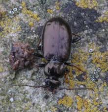 Attēlu rezultāti vaicājumam “Loricera pilicornis”