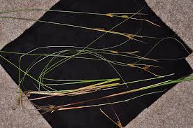 Attēlu rezultāti vaicājumam “Carex lasiocarpa leaf”