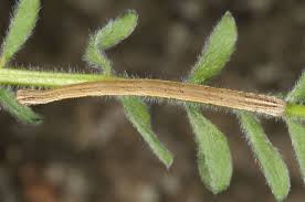 Attēlu rezultāti vaicājumam “Rhodostrophia vibicaria”