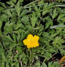 Attēlu rezultāti vaicājumam “Ranunculus repens flower”