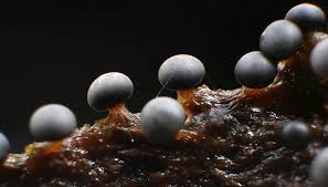 Attēlu rezultāti vaicājumam “Physarum diderma macro”