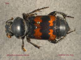 Attēlu rezultāti vaicājumam “Nicrophorus investigator imago”