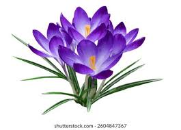 Attēlu rezultāti vaicājumam “Crocus speciosus”