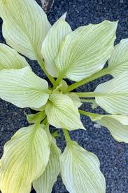 Image result for Hosta White Feather
