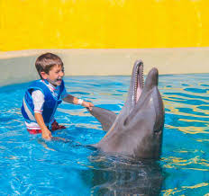 Image result for Adventure Dolphin