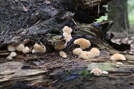 Attēlu rezultāti vaicājumam “Postia ptychogaster”