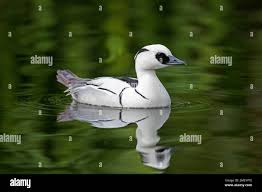 Attēlu rezultāti vaicājumam “Mergus albellus”