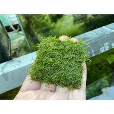 Attēlu rezultāti vaicājumam “Riccia fluitans”