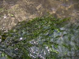 Attēlu rezultāti vaicājumam “Fontinalis antipyretica”