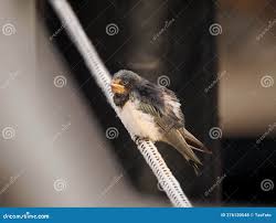 Attēlu rezultāti vaicājumam “Hirundo rustica juvenile”