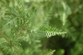 Attēlu rezultāti vaicājumam “Achillea salicifolia leaf”