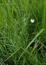 Attēlu rezultāti vaicājumam “Stellaria palustris”