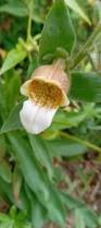Image result for Digitalis lanata