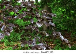 Attēlu rezultāti vaicājumam “Fagus sylvatica fo. purpurea leaf”